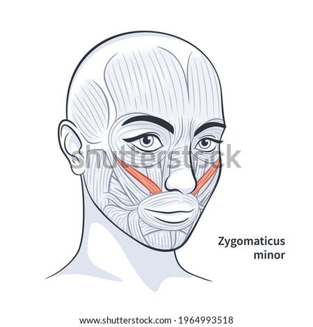 Facial muscles of the female. Detailed bright anatomy isolated on a white background vector illustration