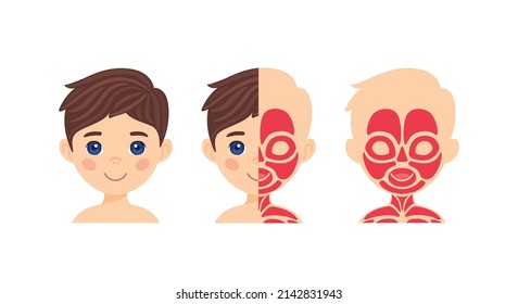 Facial Muscles. Portrait of a Pretty Little Boy. Illustration for Anatomy and Biology Lesson for Kids. Cartoon Color style. White background. Vector for Education and learning with Schoolchildren.