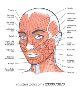 Esquema de músculos faciales de la hembra. Anatomía brillante detallada aislada en una ilustración vectorial de fondo blanco