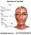 anatomy face