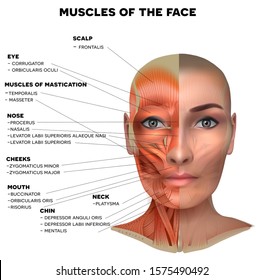 Facial and neck muscles of the female, half of the face muscles and half skin, each muscle with name on it, detailed bright anatomy isolated on a white background