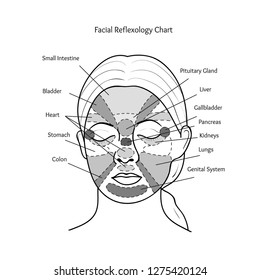 Facial Reflexology Chart. Vector.