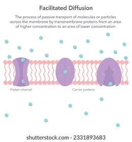 Ilustración de vectores de la biología difusora facilitada