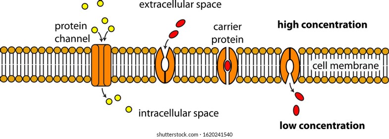 Facilitated Diffusion Cell Membrane Diagram