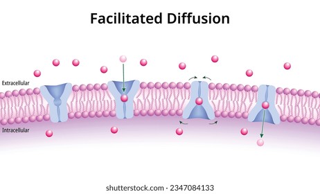 erleichterte Diffusion - Membrantransport - Moleküle über die Zellmembran - medizinische Vektorgrafik