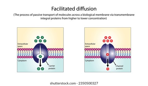 Facilitated Diffusion through a specific or non specific transporter protein. The passive movement of molecules along the concentration gradient. Passive Transport. Vector illustration.