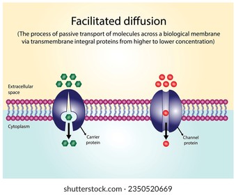 Facilitated Diffusion through a specific or non specific transporter protein. The passive movement of molecules along the concentration gradient. Passive Transport. Vector illustration.