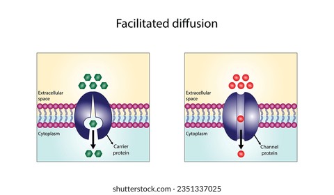 Facilitated Diffusion through a specific or non specific transporter protein. The passive movement of molecules along the concentration gradient. Passive Transport. Vector illustration.