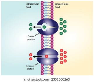 Facilitated Diffusion through a specific or non specific transporter protein. The passive movement of molecules along the concentration gradient. Passive Transport. Vector illustration.