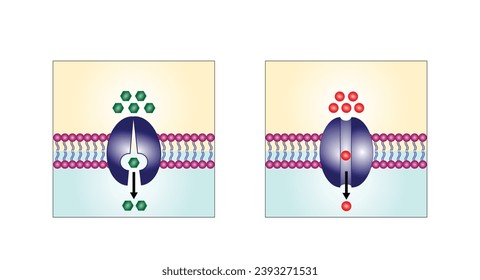 Facilitated Diffusion through a specific or non specific transporter protein. The passive movement of molecules along the concentration gradient. Passive Transport. Vector illustration.