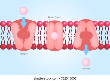 Facilitated Diffusion Or Facilitated Transport / Cell Anatomy