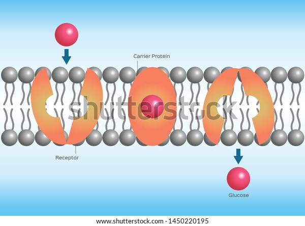 Facilitated Diffusion Model Tinkercad