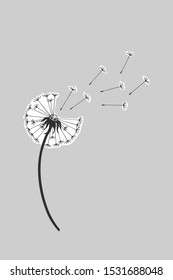 faded dandelion with flying seeds. eps10 vector illustration. hand drawing