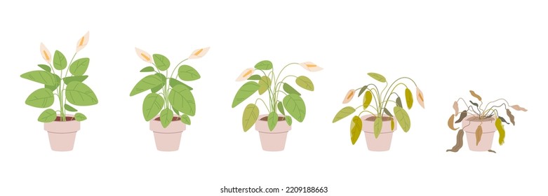 Fading houseplant. Flower house plant withering phases or growing stage die water, floral dying sick fading houseplants in flowerpots, process evolution vector illustration of faded plant houseplant