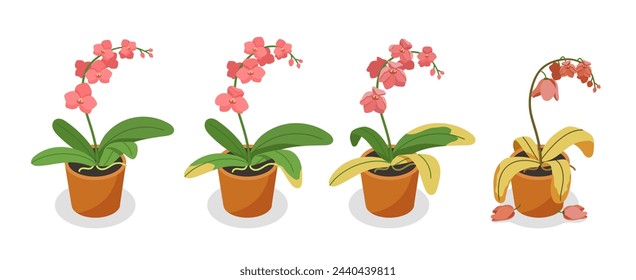 Fading orchid set. Plants ion flowerpots. Tropical and exotic flowers in pots. Gardening, horticulture and agriculture. Cartoon flat vector collection isolated on white background