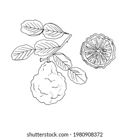 Faffir lime Vector drawing of food. Citrus.