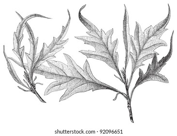 Fagus sylvatica "Asplenifolia"  (Fern-leaved beech) - Vintage illustration from Meyers Konversations-Lexikon 1897