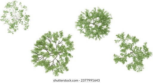 Fagus Sylvatica-Baumsammlung einzeln auf transparentem Hintergrund