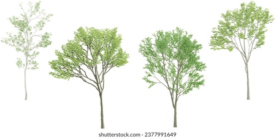 Fagus Sylvatica-Bäume einzeln auf weißem Hintergrund, tropische Bäume einzeln auf Design, Werbung und Architektur