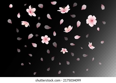 Failing sakura flower blossom. Floral background isolated on black. Flying japan isolated confetti, magic pink apricot or cherry rose pattern. Japanese spring. Vector transparent set