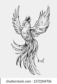 Fairy bird. Phoenix. Firebird.  Great for print, tattoo sketch. Outline with transparent background. Hand drawn illustration converted to vector