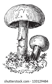 Fairy Ring Mushroom or Marasmius oreades, vintage engraved illustration. Dictionary of Words and Things - Larive and Fleury - 1895