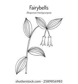 Fairybells or rough-fruited mandarin (Disporum trachycarpum, or Prosartes trachycarpa ), edible and medicinal plant. Hand drawn botanical vector illustration