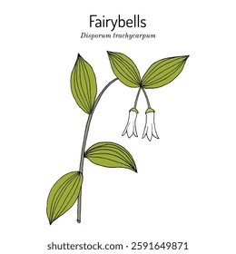 Fairybells or rough-fruited mandarin (Disporum trachycarpum, or Prosartes trachycarpa ), edible and medicinal plant. Hand drawn botanical vector illustration