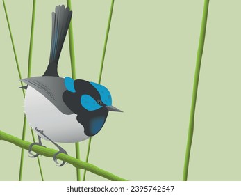 Fairy-wren bird bright vector illustration. Australian songbird fairy wren. Green nature background.