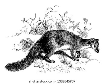 Falanouc is a rare mongoose like mammal in the carnivoran family Eupleridae endemic to Madagascar, vintage line drawing or engraving illustration.