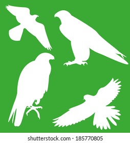Falcon