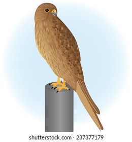 falcon