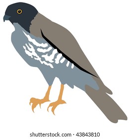 falcon