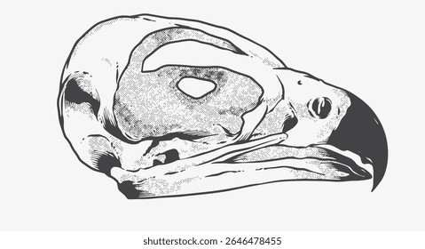 Falcon Bird Animal Skull Digital Hand drawn Line art Sketch Vector illustration black and white 