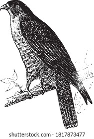 Falcon Vogel, Aus dem Wörterbuch von Wort und Dingen, 1888.