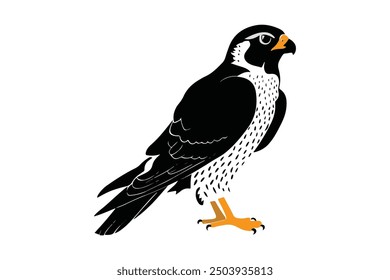 Falcon Bird illustration Vector design eps file 