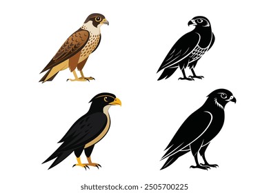 Falcon Bird illustration vector design