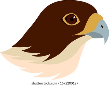 Falcon bird, illustration, vector on white background.