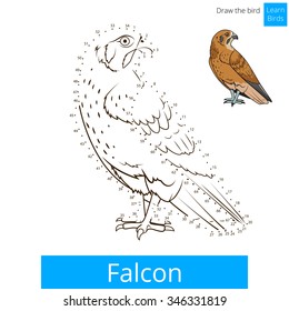 Falcon bird learn birds educational game coloring book vector illustration