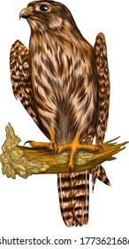 Falcon bird of prey in color vector illustration