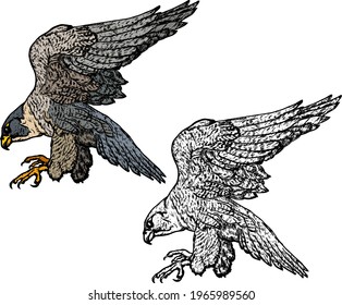 Falcon bird swooping down with open claws. Hand drawn vector illustration.