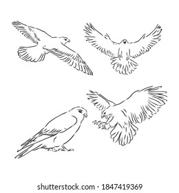 Falcon bird, vector sketch illustration. Sketch of eagle. Hand drawn illustration converted to vector