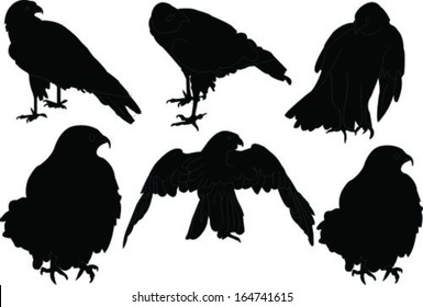falcon collection - vector
