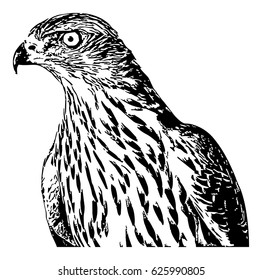 Falcon. Computer imitation of a hand drawn sketch. Vector clip art.
