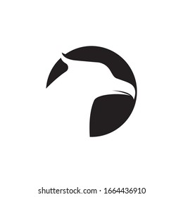 Falcon Eagle Bird Logo Template Vektorillustration Symbol