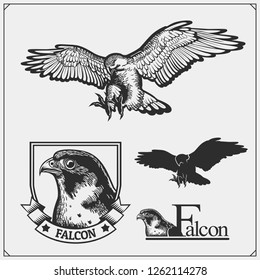 Falcon emblems and design elements for sport club. Print design for t-shirts.