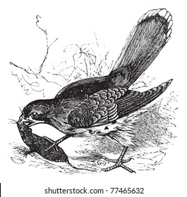 Falcon or Falco sp., vintage engraving. Old engraved illustration of a Falcon feeding on a mouse. Trousset Encyclopedia.