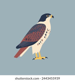 Falcon Flat Vector Art Wildlife, Bird, Predator, Nature, Icon.