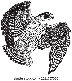  falcon a hunter in flight. Flying bird of prey. Falconry. Black and white isolated vector illustration