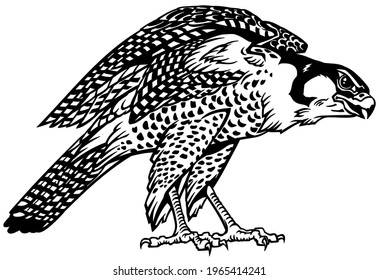 Falcon un cazador listo para volar. Pájaro de presa. Falconería. Ilustración vectorial aislada en blanco y negro